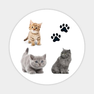 Awesome kitten cat love - cat lover pack Magnet